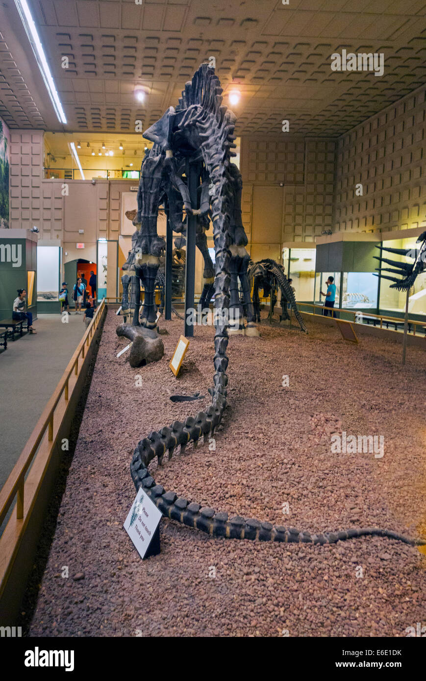 Peabody Museum of Natural History Yale University Banque D'Images