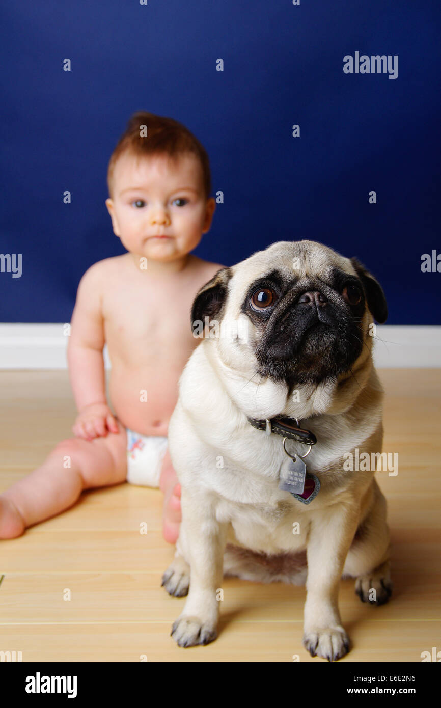 Le pug fauve chien assis en face d'un bébé de 9 mois Banque D'Images