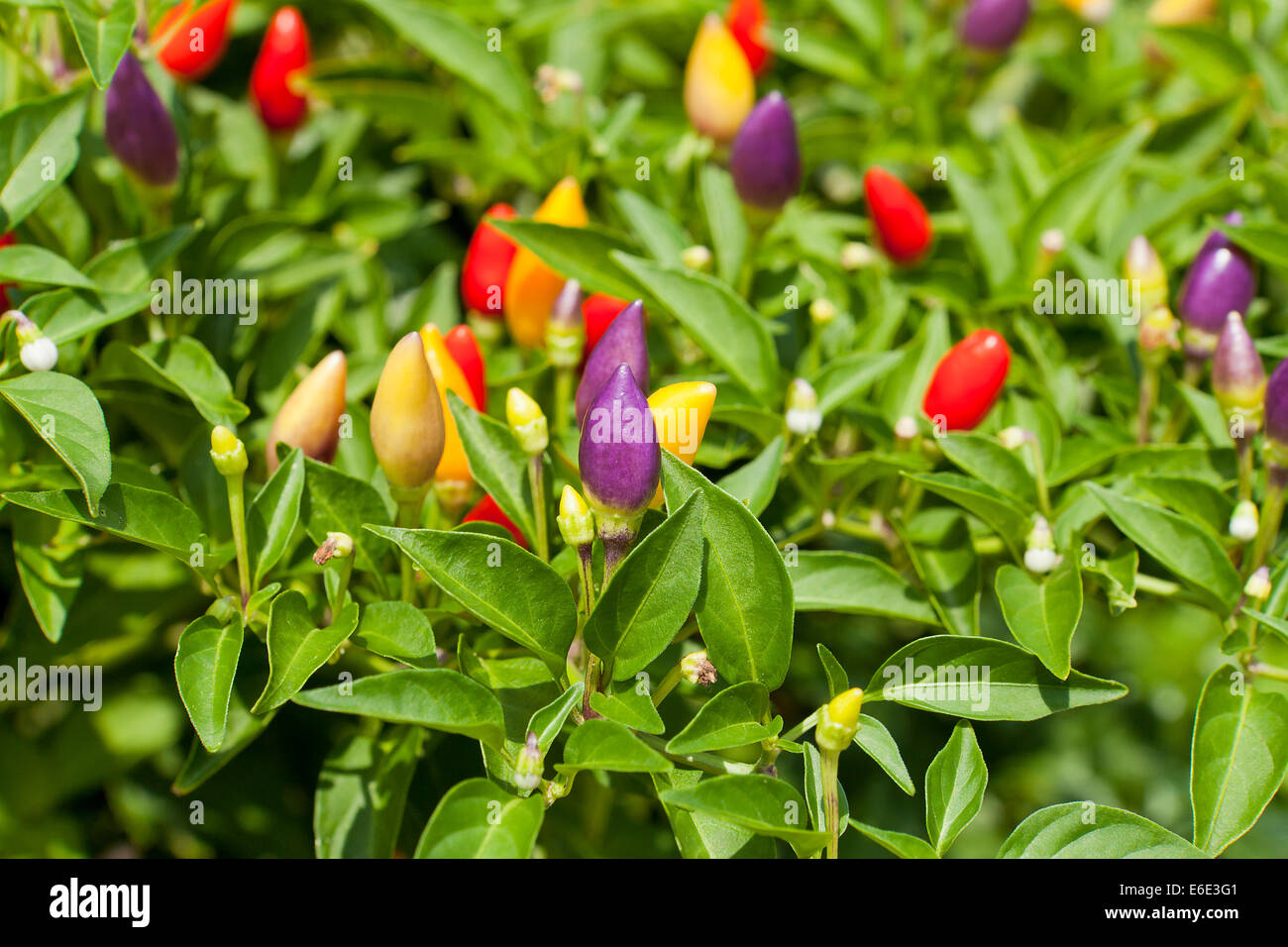 Ornamental poivron (Capsicum annuum) plant Prairie Fire - USA Banque D'Images