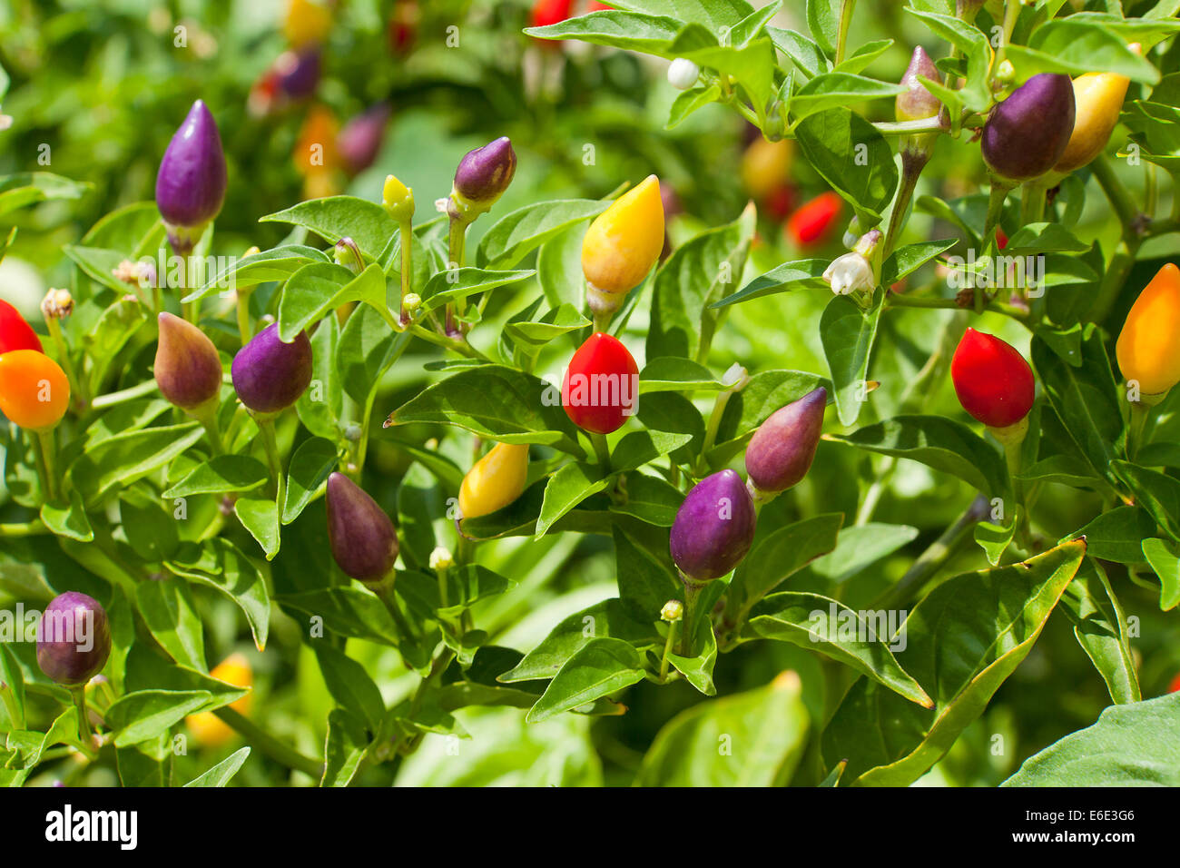 Ornamental poivron (Capsicum annuum) plant Prairie Fire - USA Banque D'Images