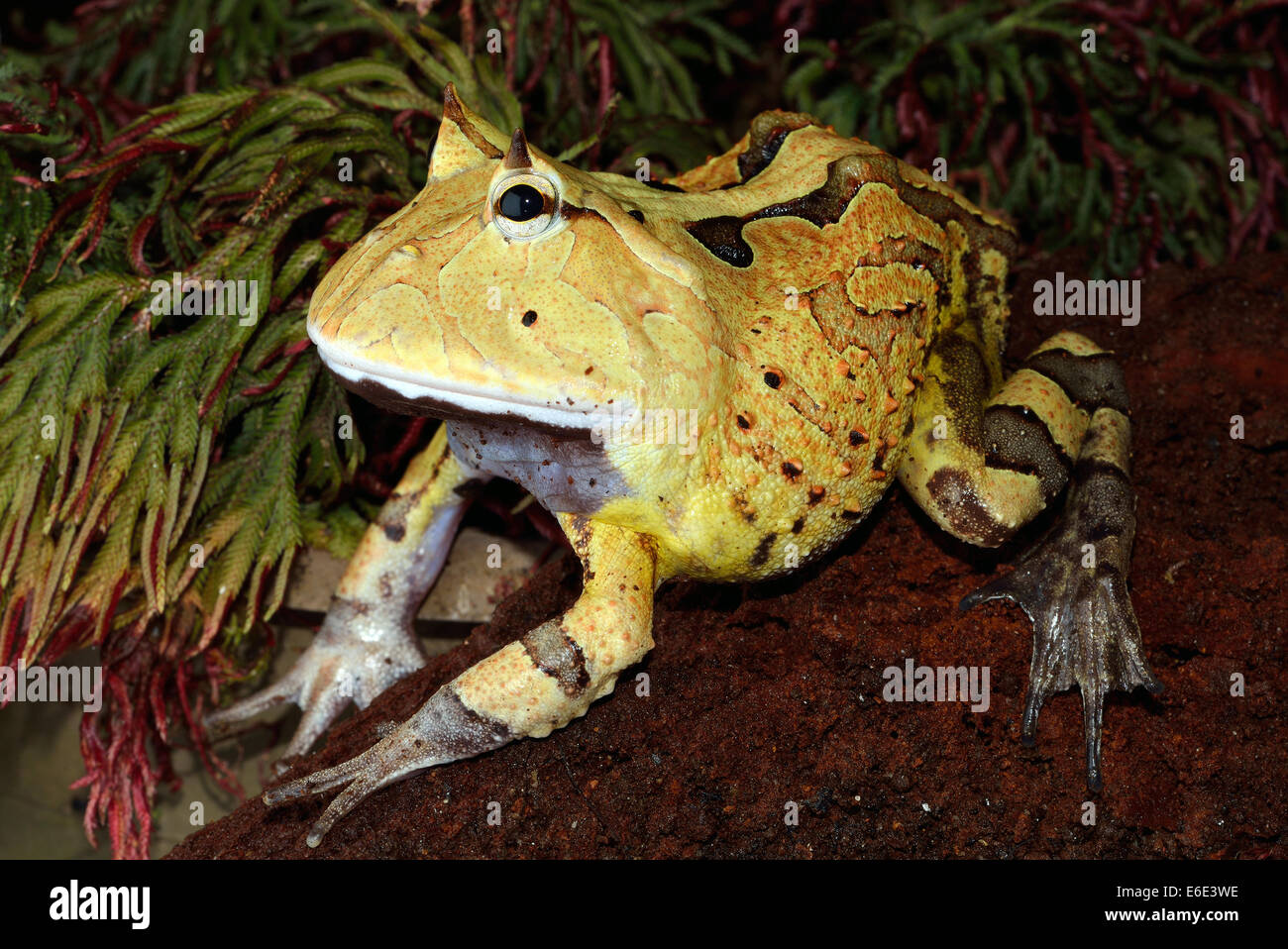 Surinam Grenouille Ceratophrys cornuta Cornu Horned Frog amazonienne Banque D'Images