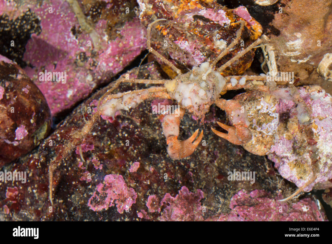 Scorpion araignée, araignée, Dornige Gespensterkrabbe Seespinne Anemonenkrabbe,,, Inachus dorsettensis Banque D'Images