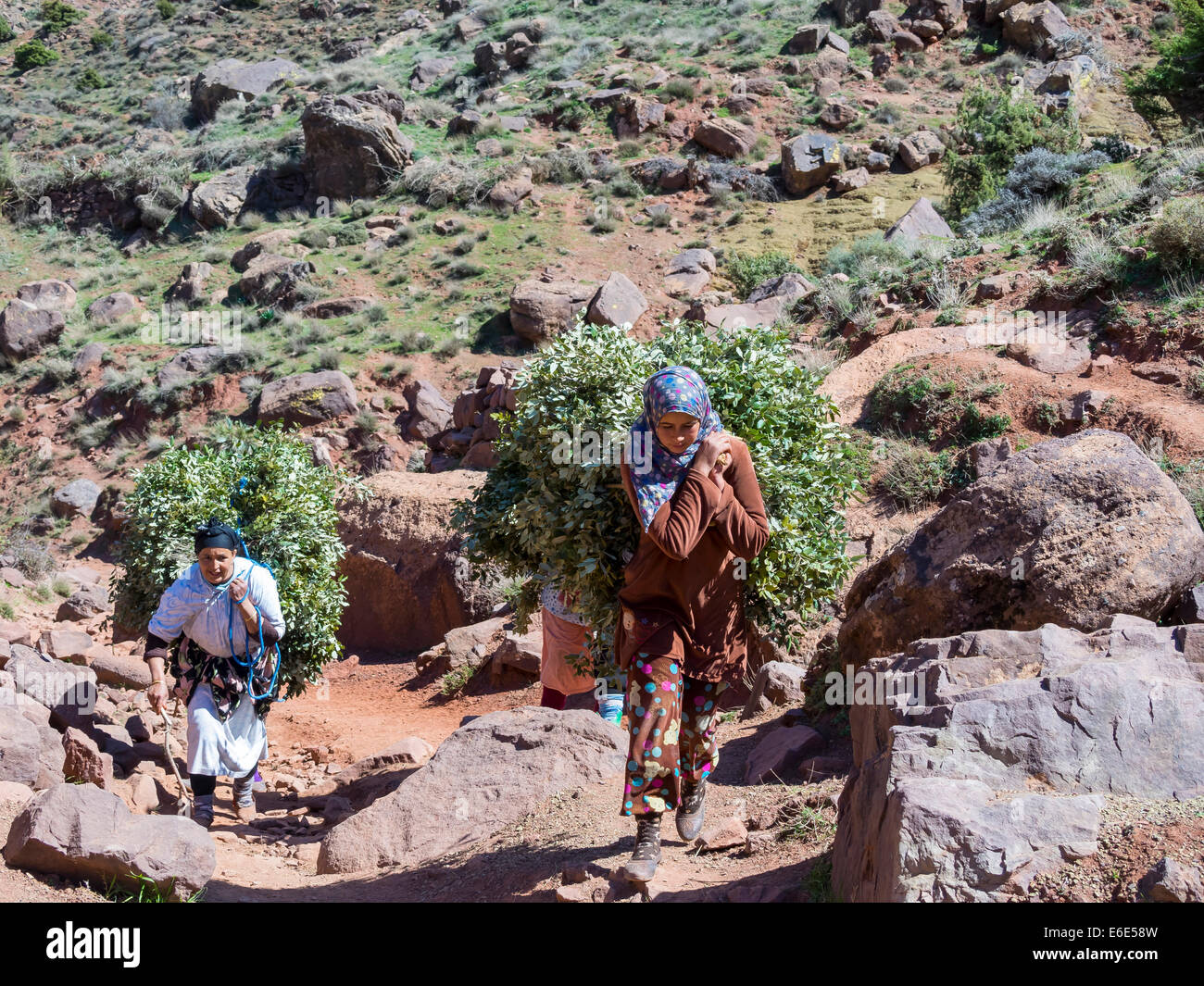 Plusieurs femmes portant de lourdes charges sur le chemin dans les montagnes de l'Atlas, village en pisé d'Anammer, vallée de l'Ourika Banque D'Images