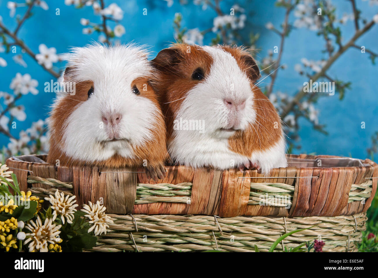 American Crested et cobaye Cobaye lisse Banque D'Images