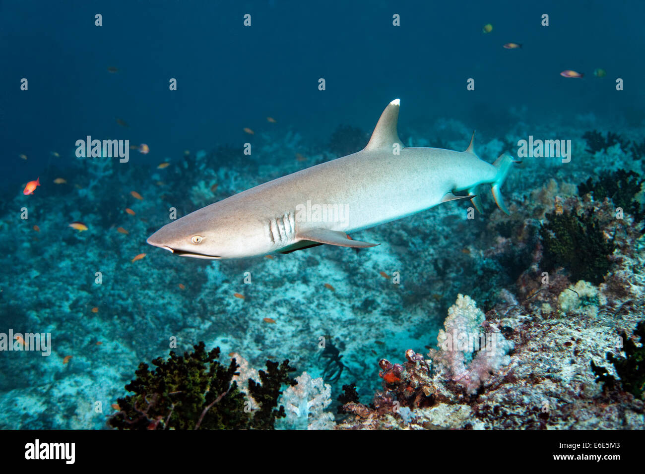 Whitetip reef shark (Triaenodon obesus) sur les récifs coralliens, Embudu channel, de l'Océan Indien, Tilla, South Male Atoll, Maldives Banque D'Images