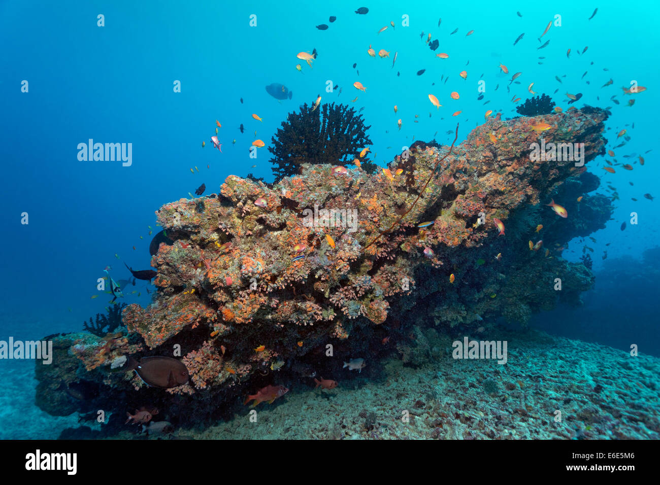 Les petits coraux Tubastrea avec micranthys micranthys sun coral (Tubastrea), et des coraux Dendrophyllia gracilis (Dendrophyllia Banque D'Images