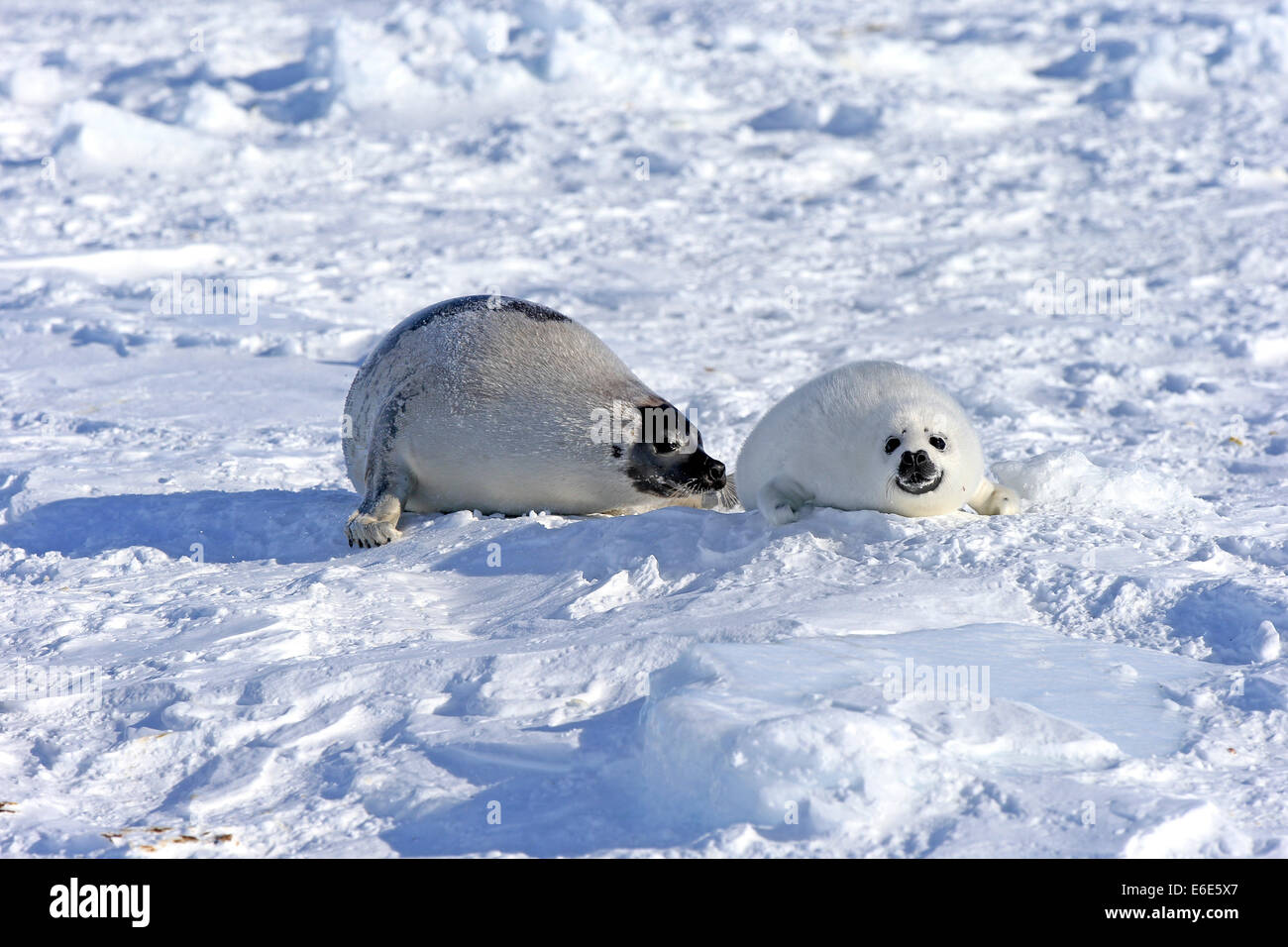 Ou de phoques du Groenland (Pagophilus groenlandicus Saddleback, Phoca groenlandica), femelle adulte avec pup sur la banquise, îles de la Madeleine Banque D'Images