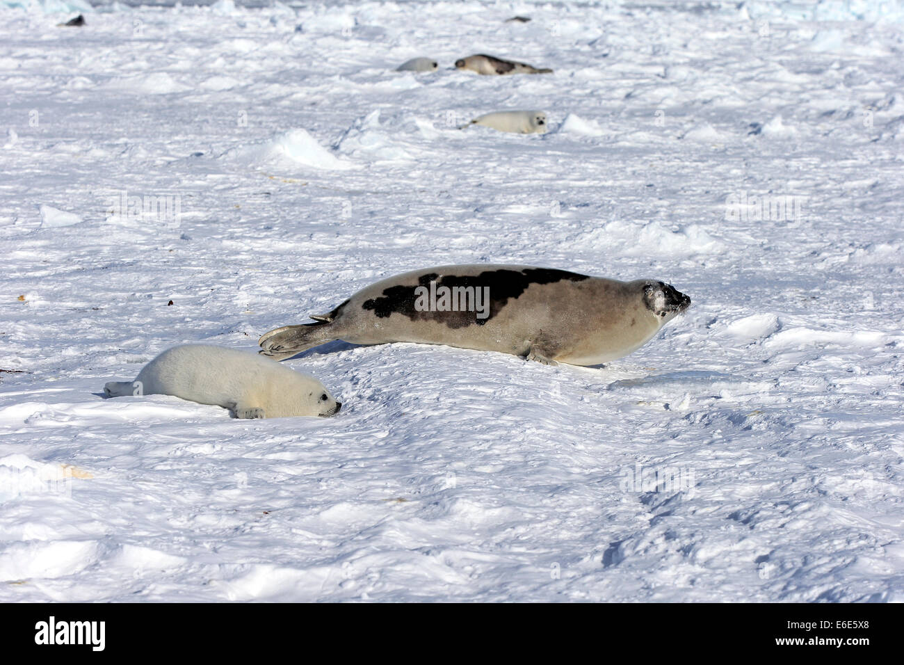 Ou de phoques du Groenland (Pagophilus groenlandicus Saddleback, Phoca groenlandica), femelle adulte avec pup sur la banquise, îles de la Madeleine Banque D'Images