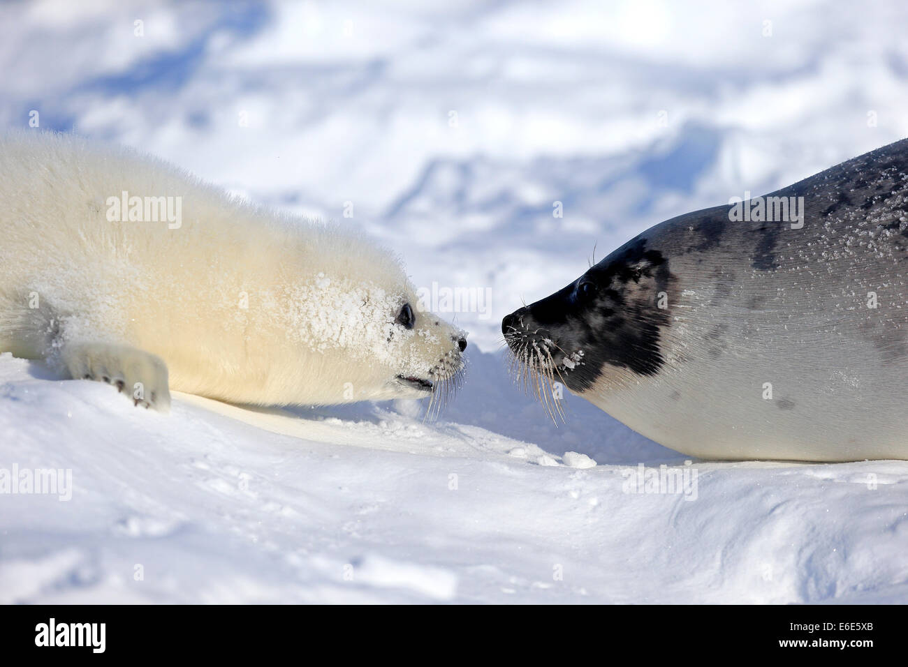 Ou de phoques du Groenland (Pagophilus groenlandicus Saddleback, Phoca groenlandica), femelle adulte avec pup sur la banquise, îles de la Madeleine Banque D'Images