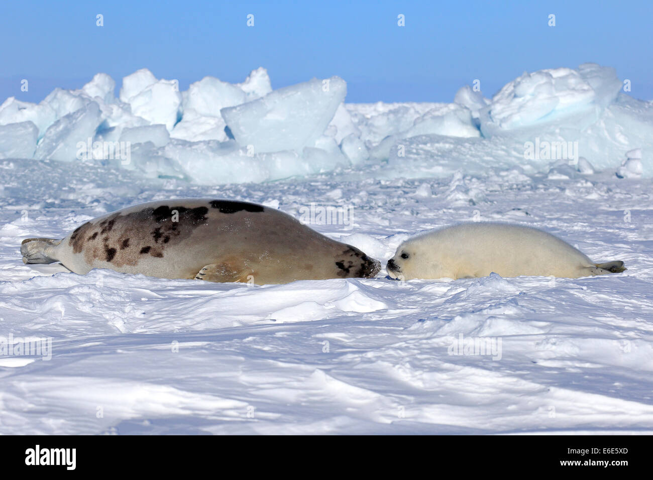 Ou de phoques du Groenland (Pagophilus groenlandicus Saddleback, Phoca groenlandica), femelle adulte avec pup sur la banquise, îles de la Madeleine Banque D'Images