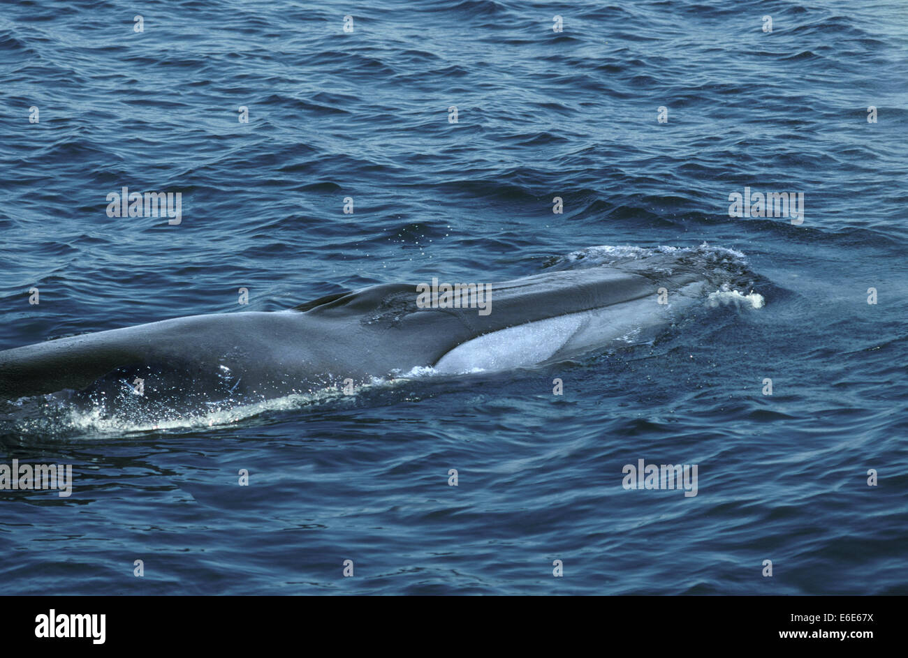 Rorqual commun - Balaenoptera physalus Banque D'Images
