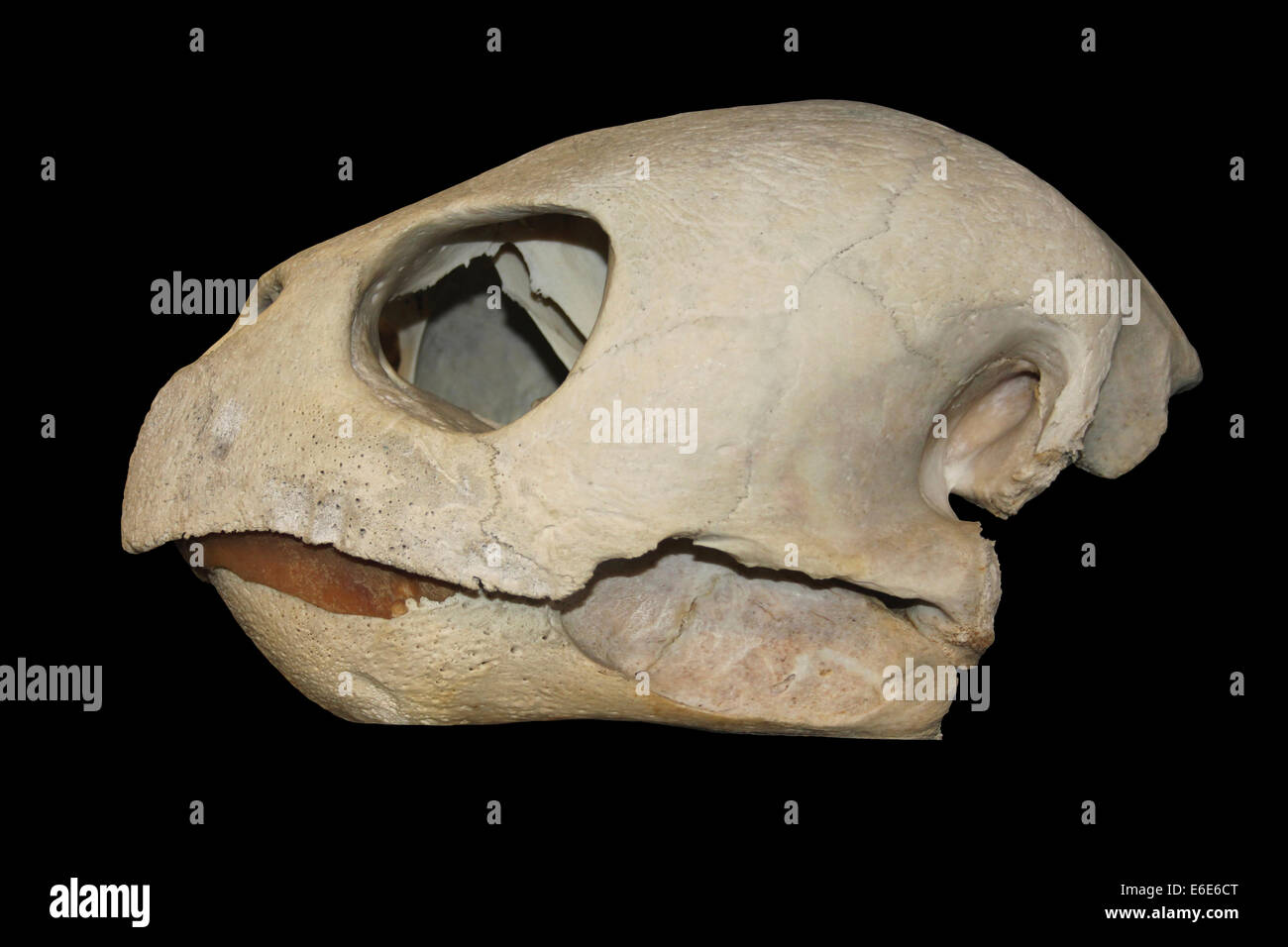 Tortue caouanne Skull Cast Banque D'Images