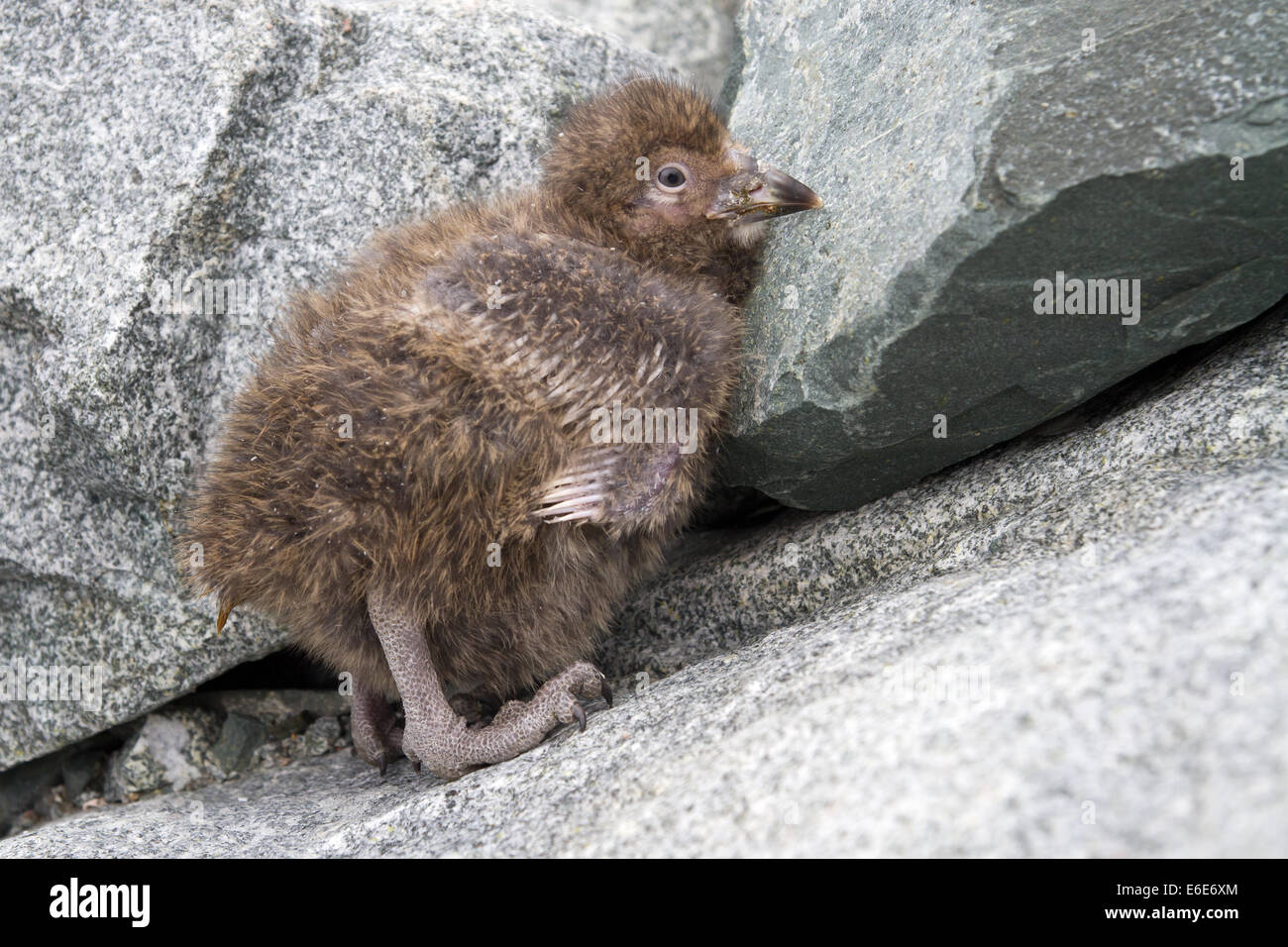 Sheathbill downy chick Milou assis sur les rochers près du nid Banque D'Images