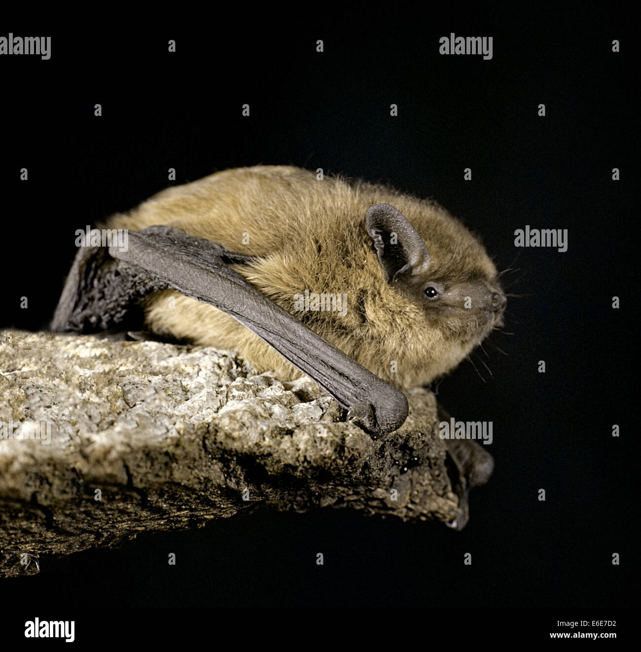 Pipistrelle commune Pipistrellus pipistrellus - Banque D'Images