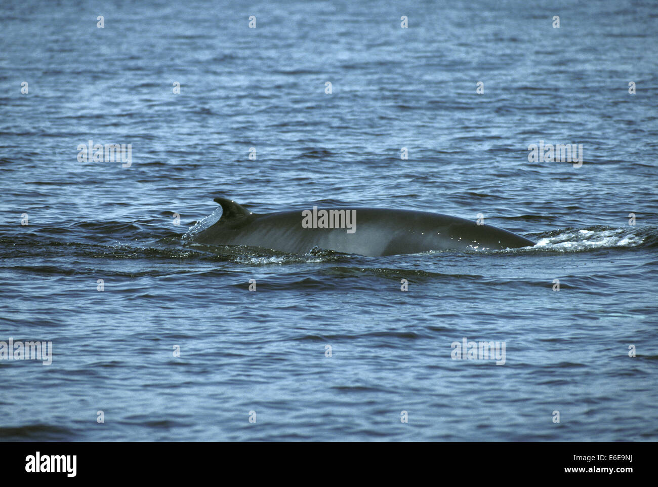 Le petit rorqual - Balaenoptera acutorostrata Banque D'Images