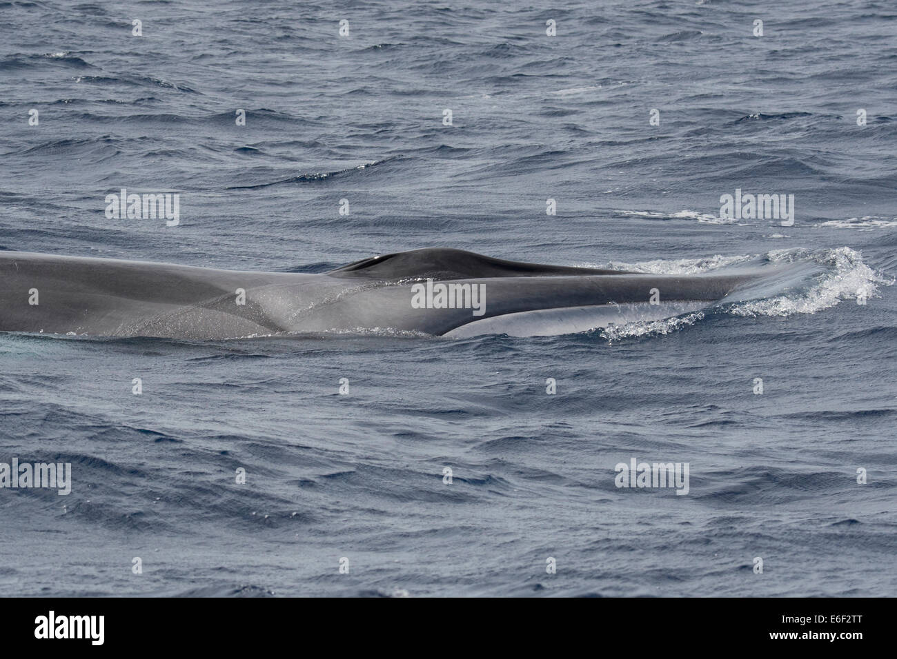 Rorqual commun, Balaenoptera physalus, surfaçage, montrant chevron, près de Pico, Açores, Océan Atlantique. Banque D'Images