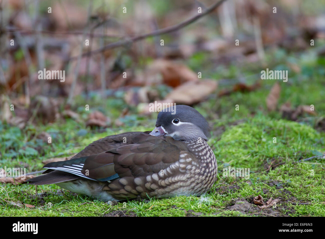 Canard Mandarin Aix galericulata Mandarinente Banque D'Images