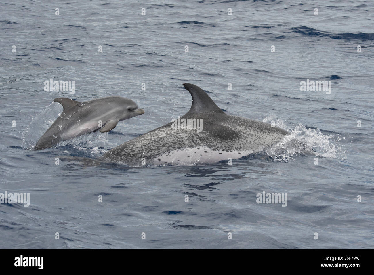 Dauphin tacheté de l'Atlantique, Stenella frontalis, mère & veau, surfaçage, près de Lajes do Pico, Açores, Océan Atlantique. Banque D'Images