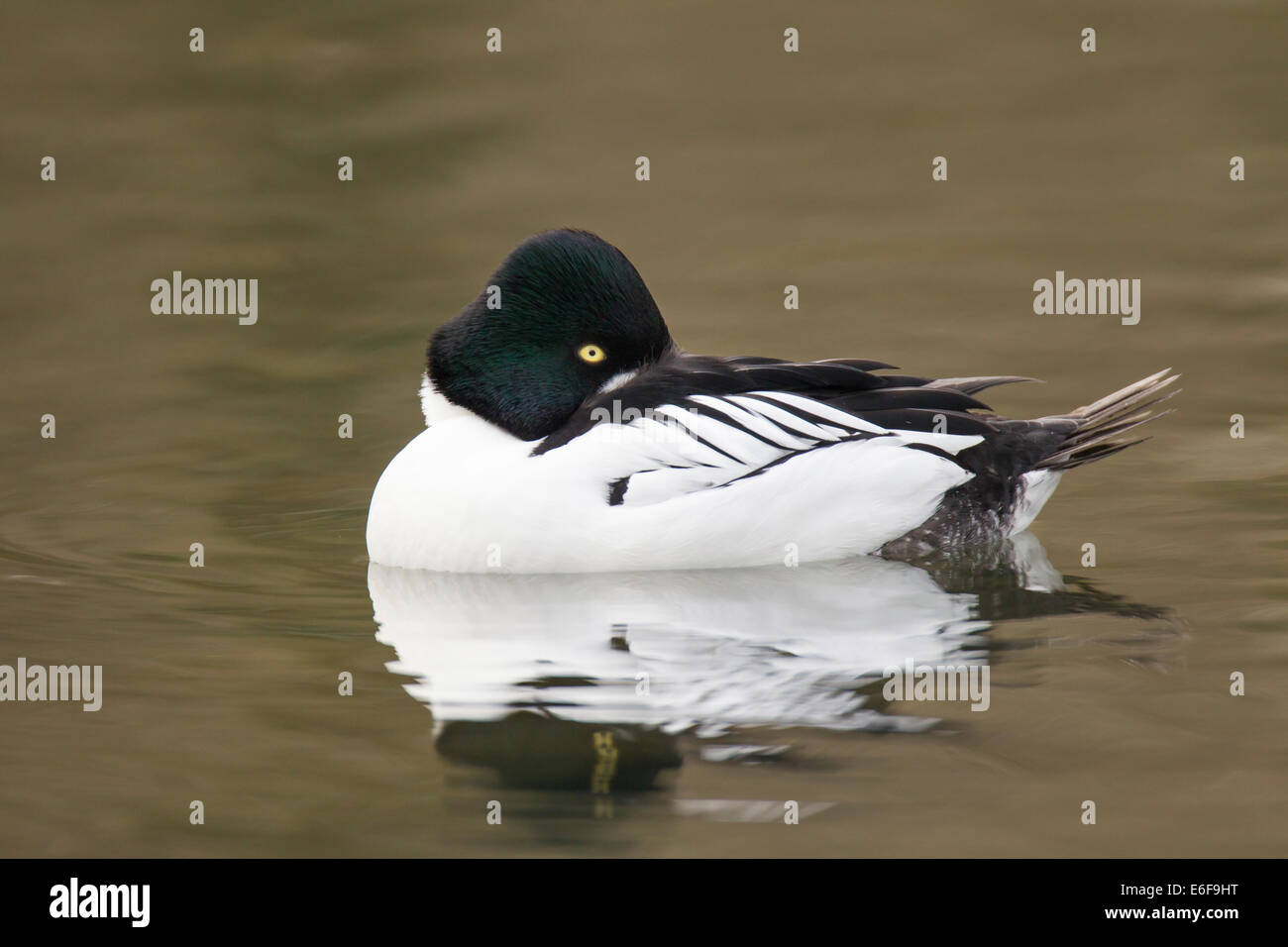Le Garrot Bucephala clangula schellente Banque D'Images