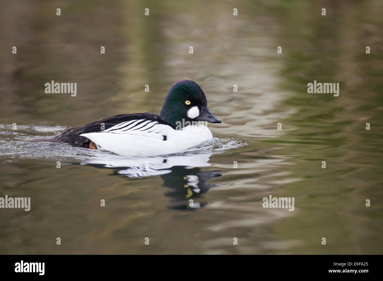 Le Garrot Bucephala clangula schellente Banque D'Images