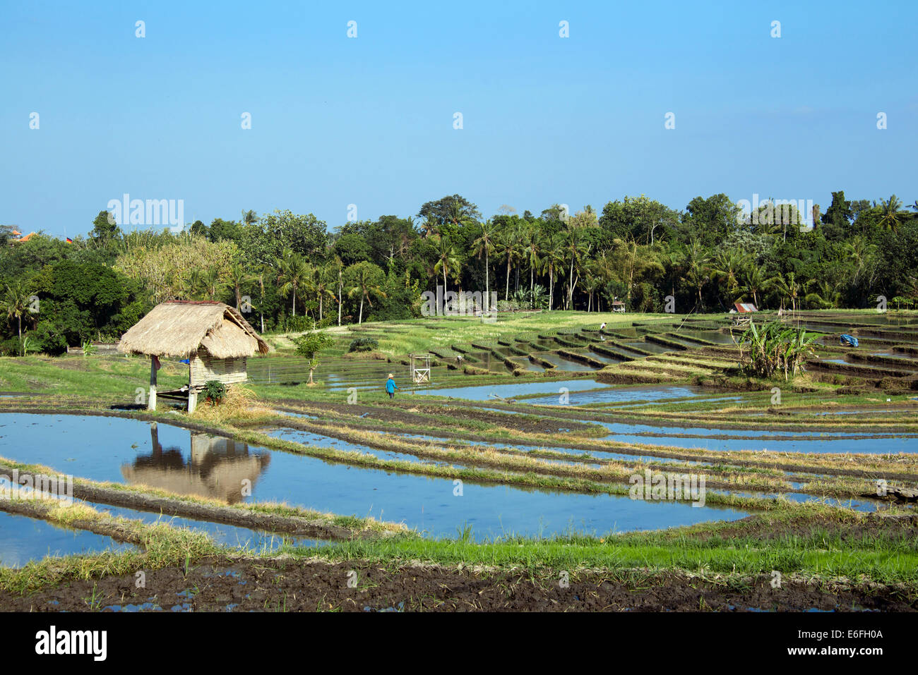 Terrasses de riz de l'Indonésie Bali Pererenan Banque D'Images