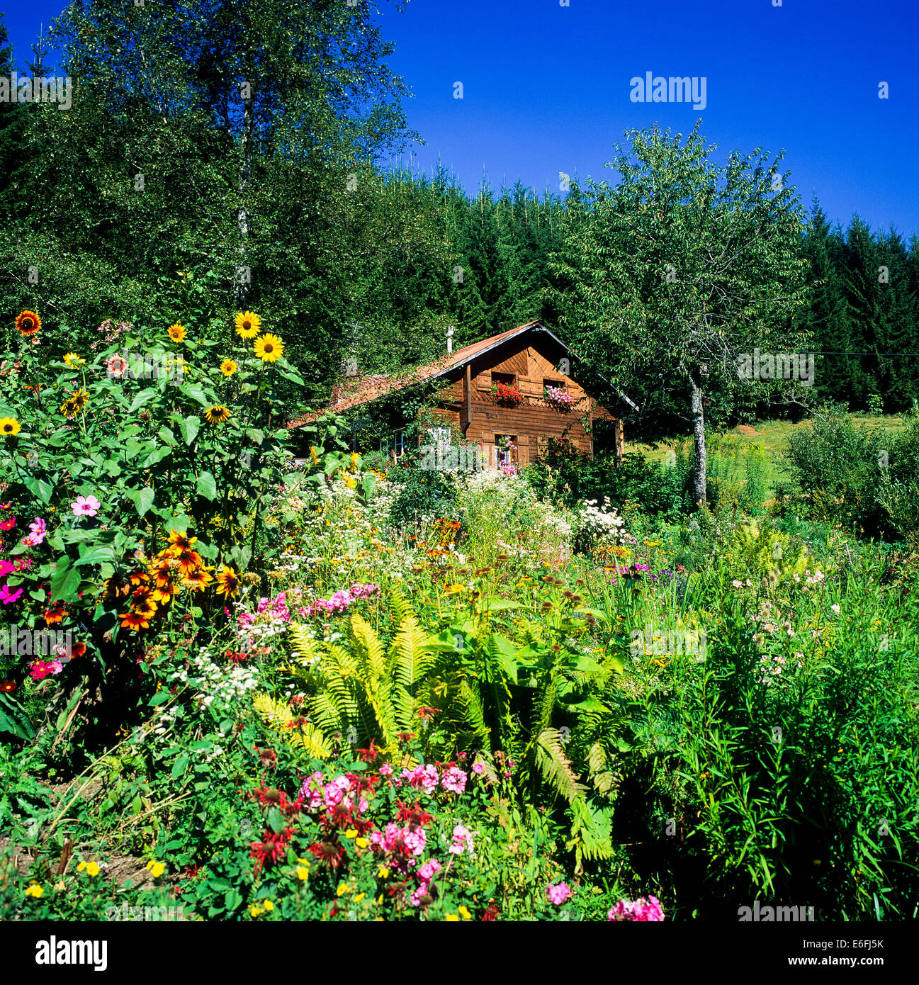 Jardin fleuri et maisons chalet d'été Samoëns Savoie Alpes France Banque D'Images