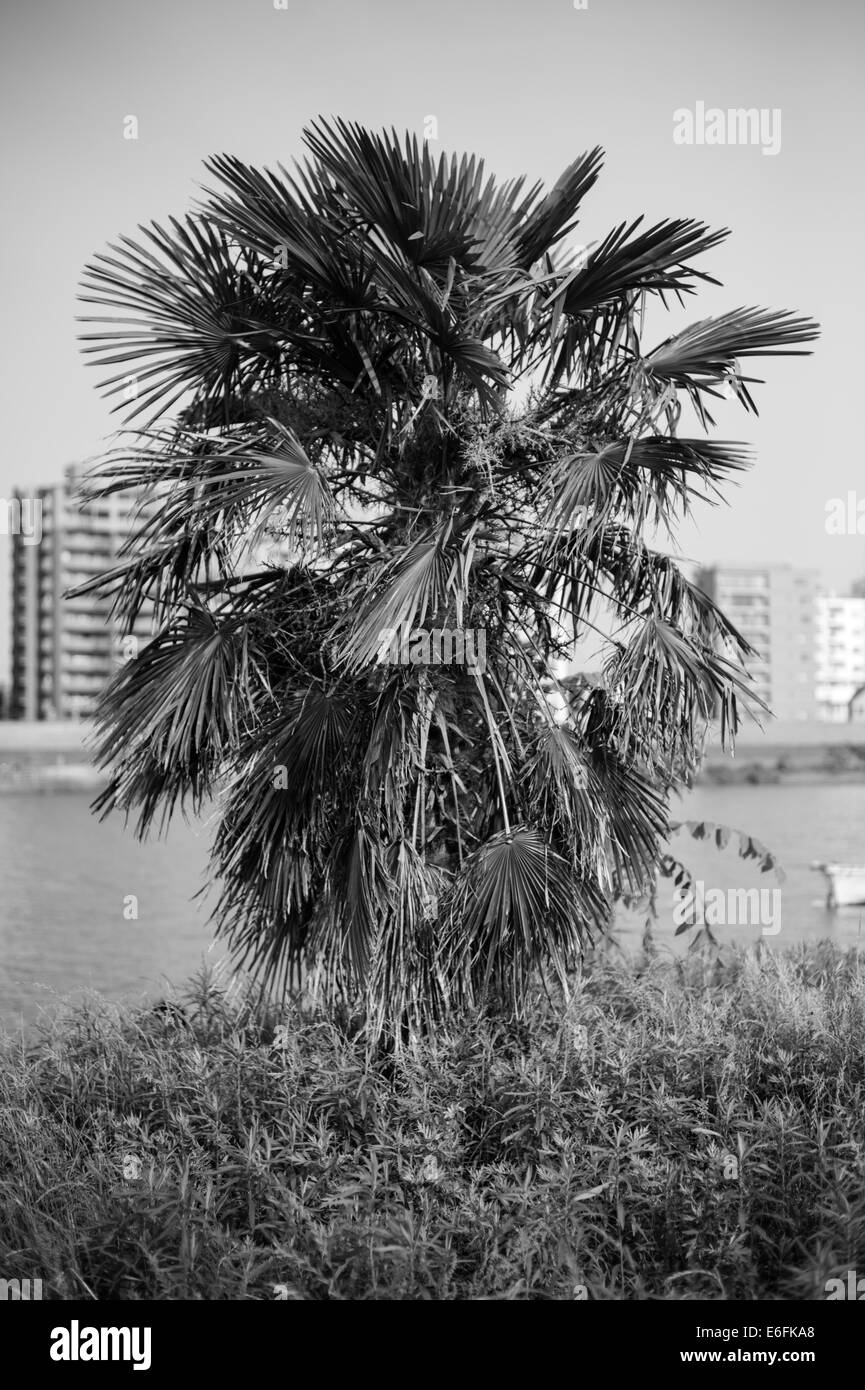 Palmier en face de la rivière Edogawa (Edo) Banque D'Images