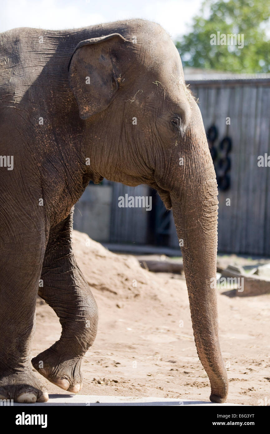 L'éléphant d'Asie en captivité Elephas maximus Banque D'Images