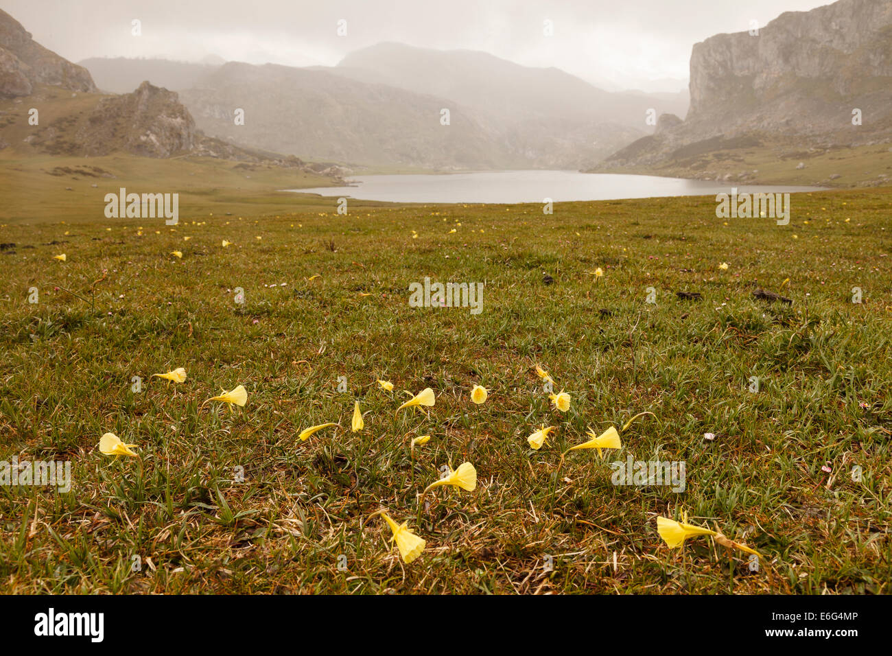 Fleur à lac Ercina. Les Lacs de Covadonga. Parc national des Picos de Europa. La province des Asturies. L'Espagne. L'Europe Banque D'Images