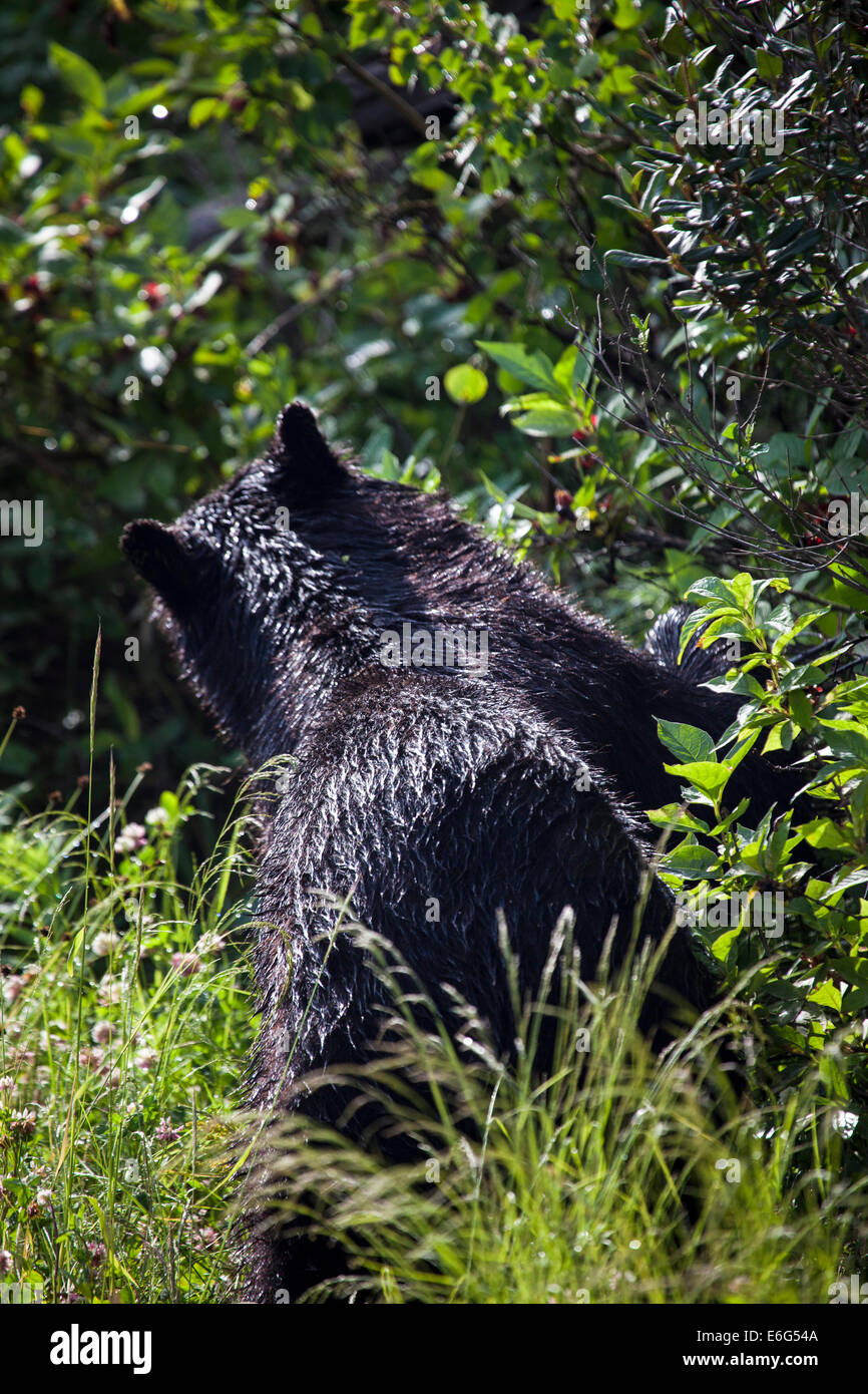 L'ours noir, sur le plateau de Blacktail Drive dans le Parc National de Yellowstone, Wyoming, USA. Banque D'Images