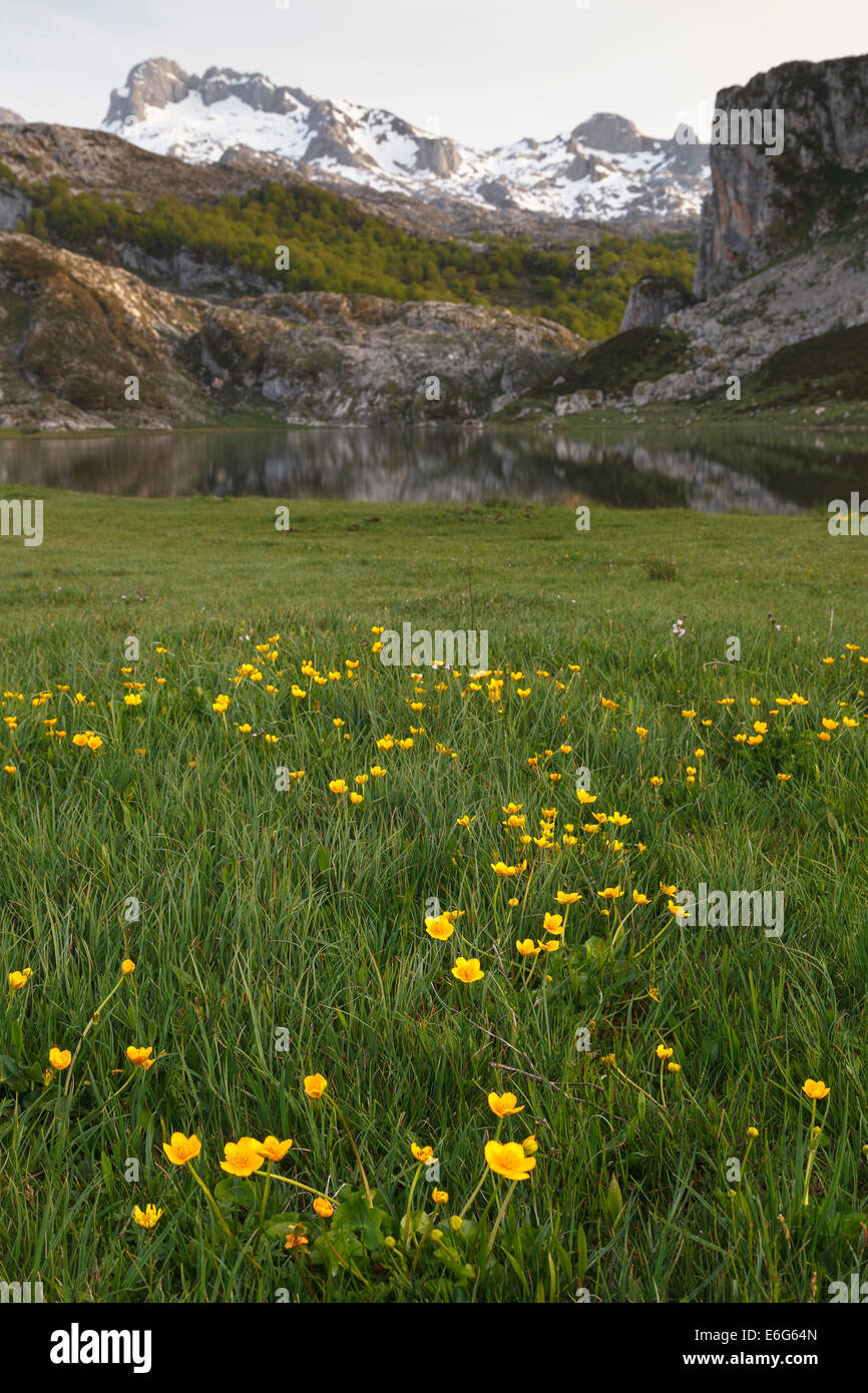 Lac Ercina. Les Lacs de Covadonga. Parc national des Picos de Europa. Asturies provence. L'Espagne. L'Europe Banque D'Images