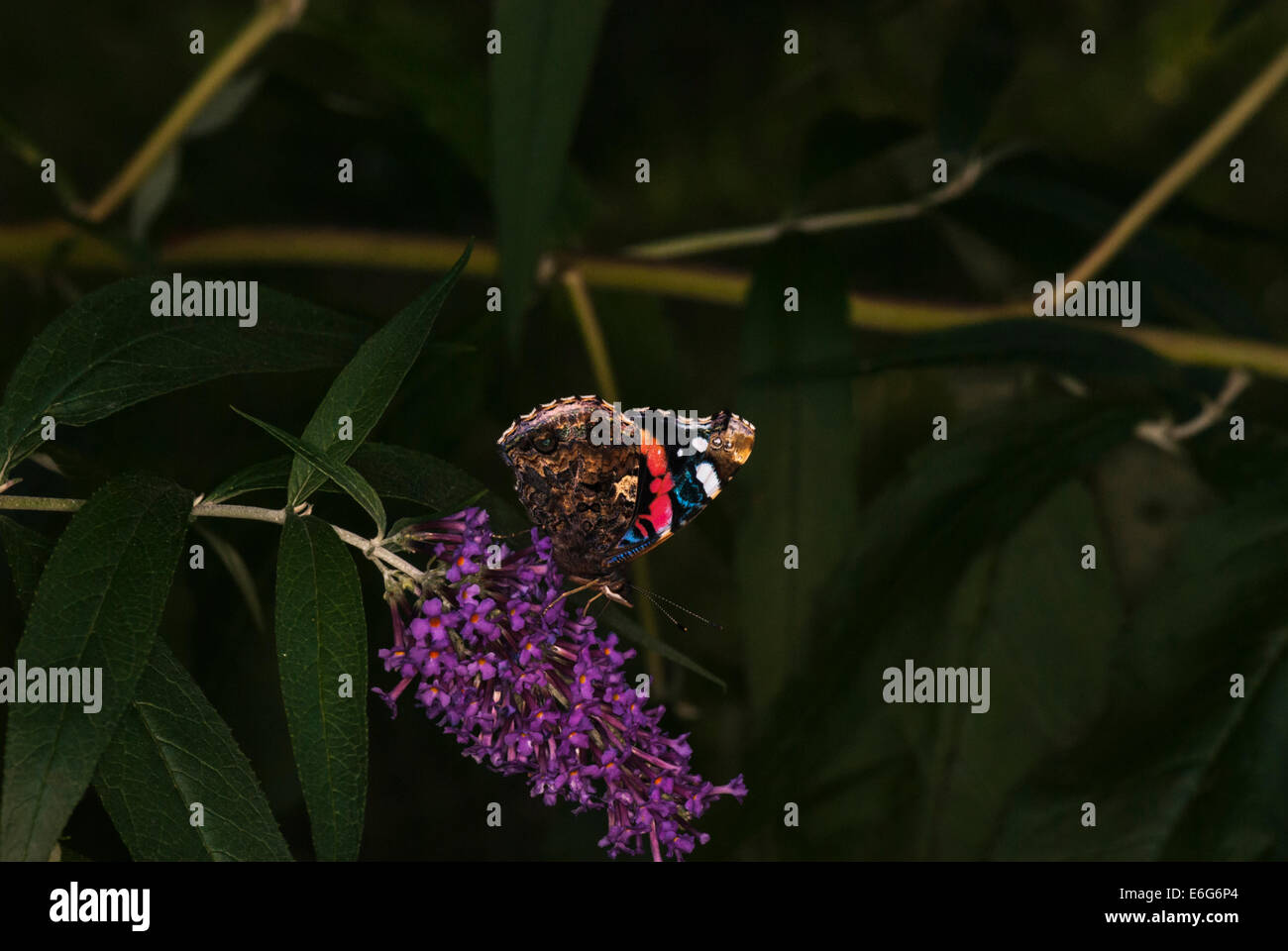 Un amiral rouge papillon, Vanessa atalanta, montrant le dessous de l'aile tout en se nourrissant d'un pigment de fleur. Banque D'Images