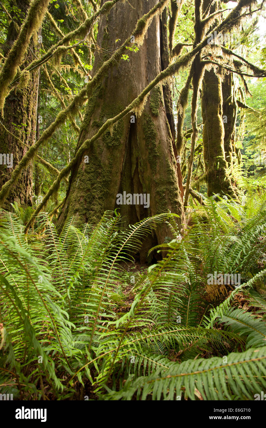 Fougères et d'arbres couverts de mousse, Hall de mousses, Hoh Rainforest, la péninsule Olympique, dans l'État de Washington. Banque D'Images