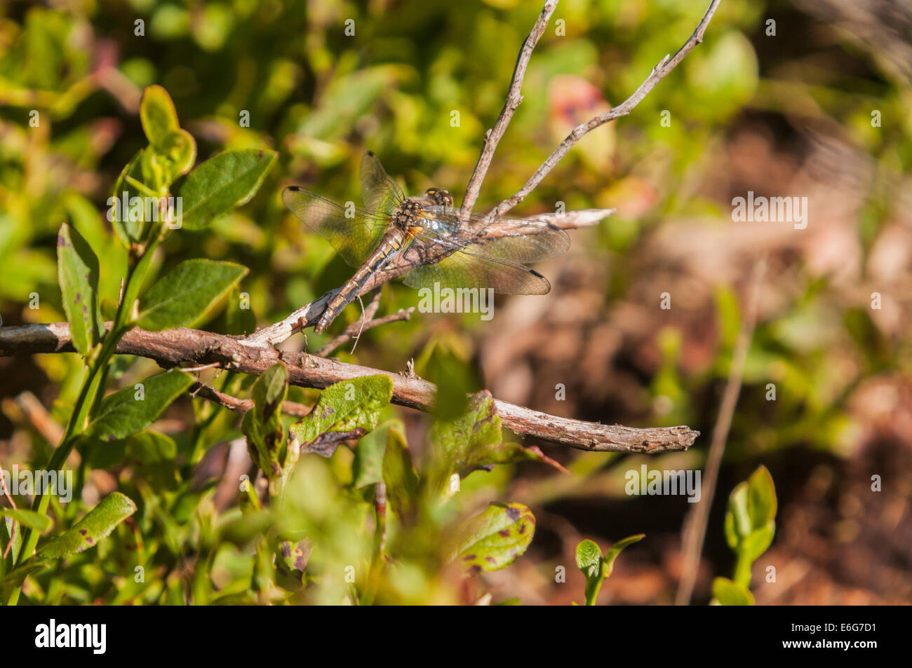 Un dard noir femelle libellule, Sympetrum danae, se prélassant au soleil. Banque D'Images