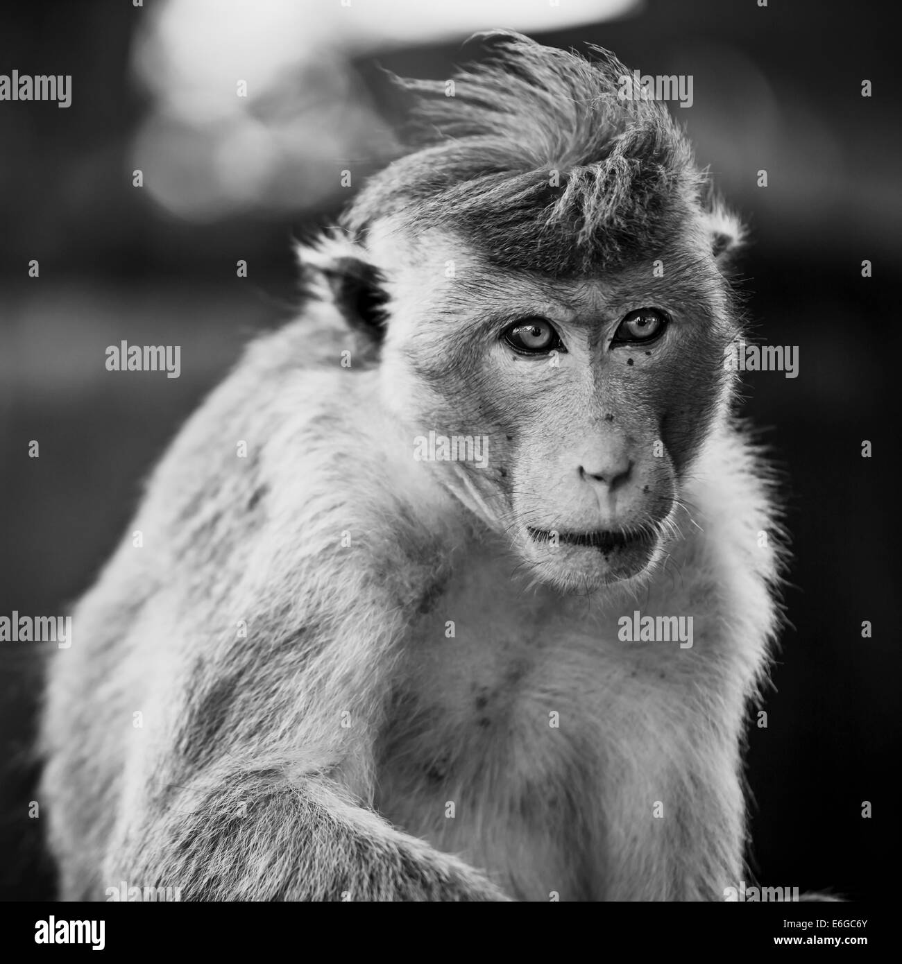 Photo en noir et blanc d'un Toque Macaque au Golden Temple près de Dambulla, Sri Lanka, district de Matale Banque D'Images