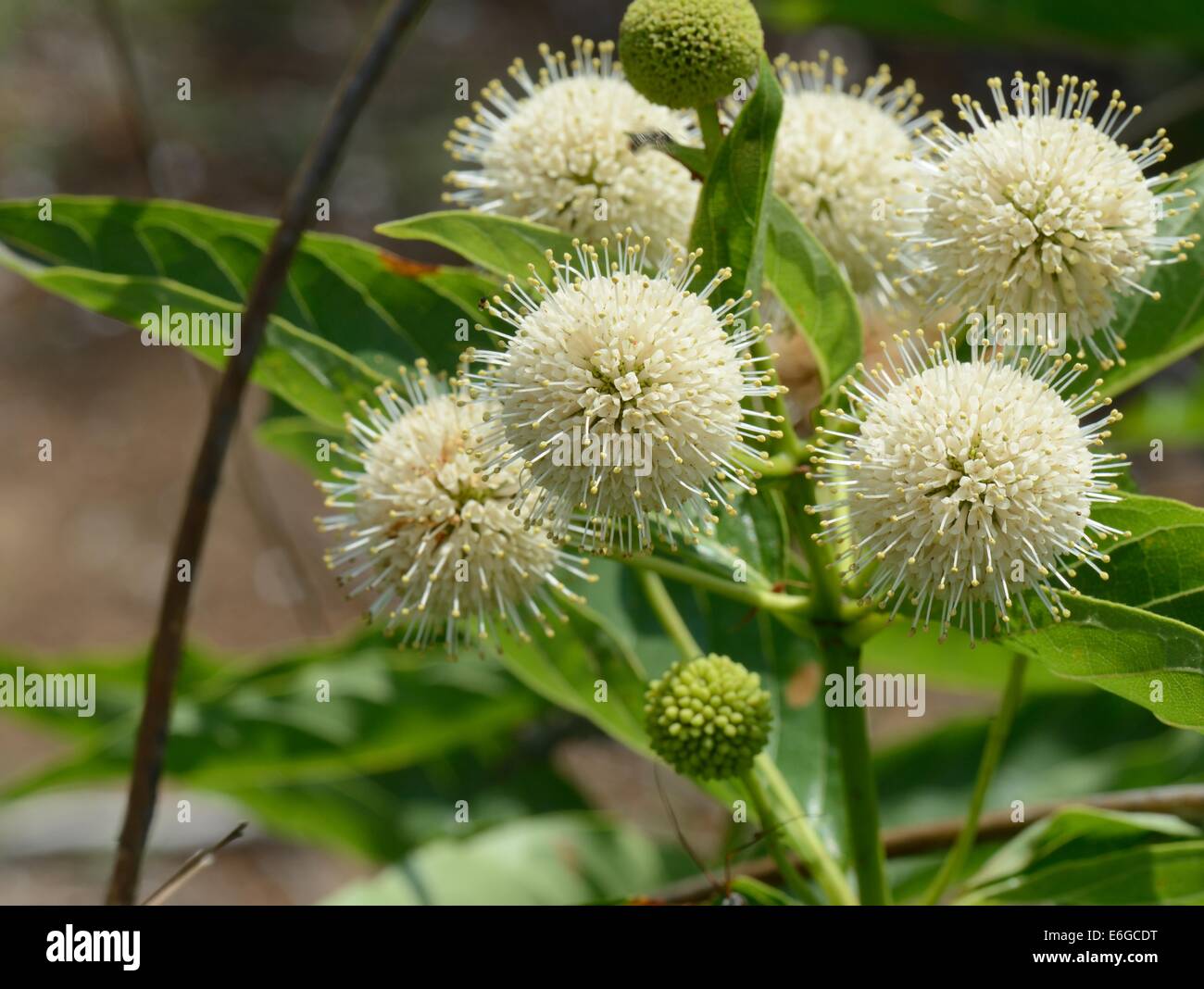 Céphalanthe occidental (Cephalanthus occidentalis) Banque D'Images