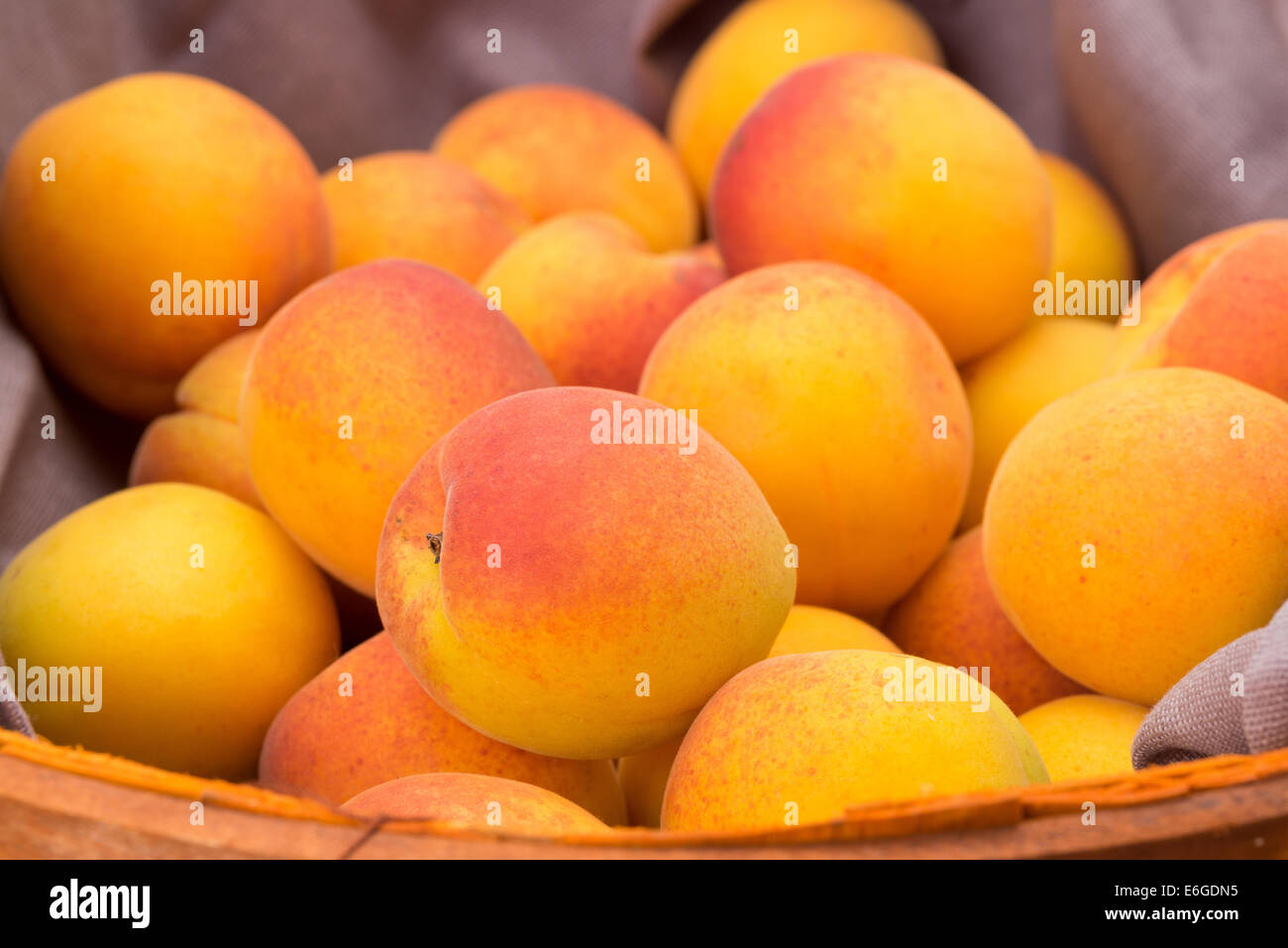 Les abricots dans un panier de jardiniers Banque D'Images
