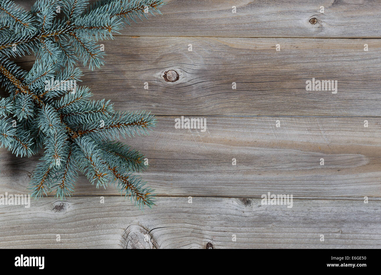 Image horizontale d'un vrai sapin bleu arbre branche sur planches de bois rustique Banque D'Images