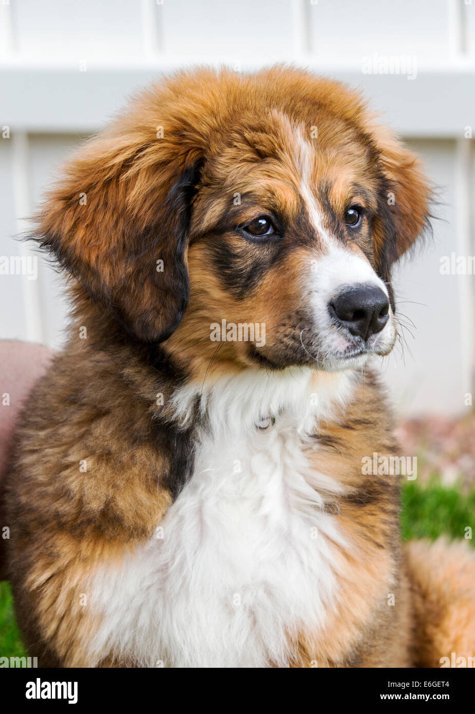 Douze semaines de Bernese Mountain Dog, Great Pyrenees, combinaison race, chiot running on grass Banque D'Images