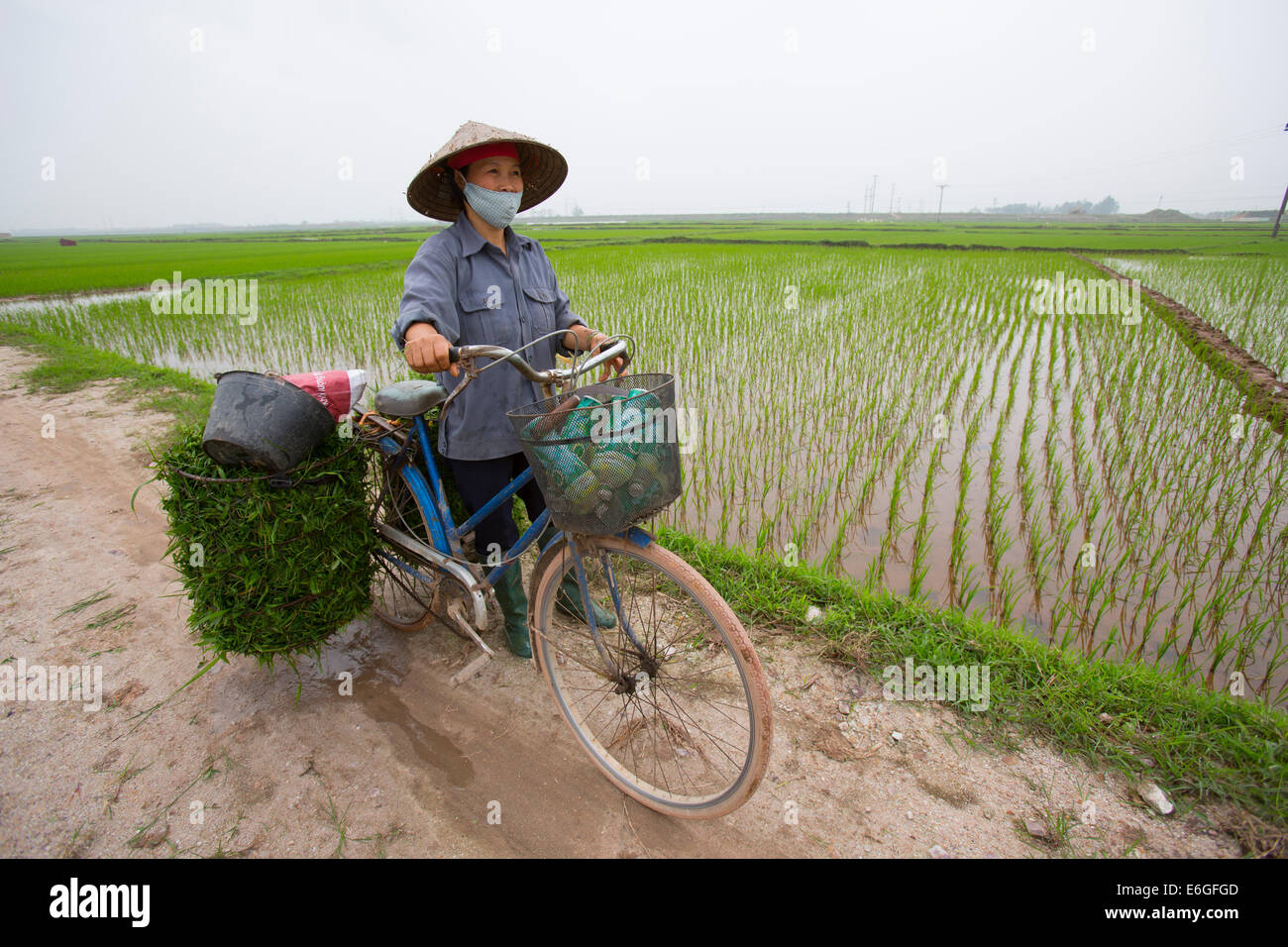 Vietnamienne sur location port La hat Non à la plantation du riz Banque D'Images