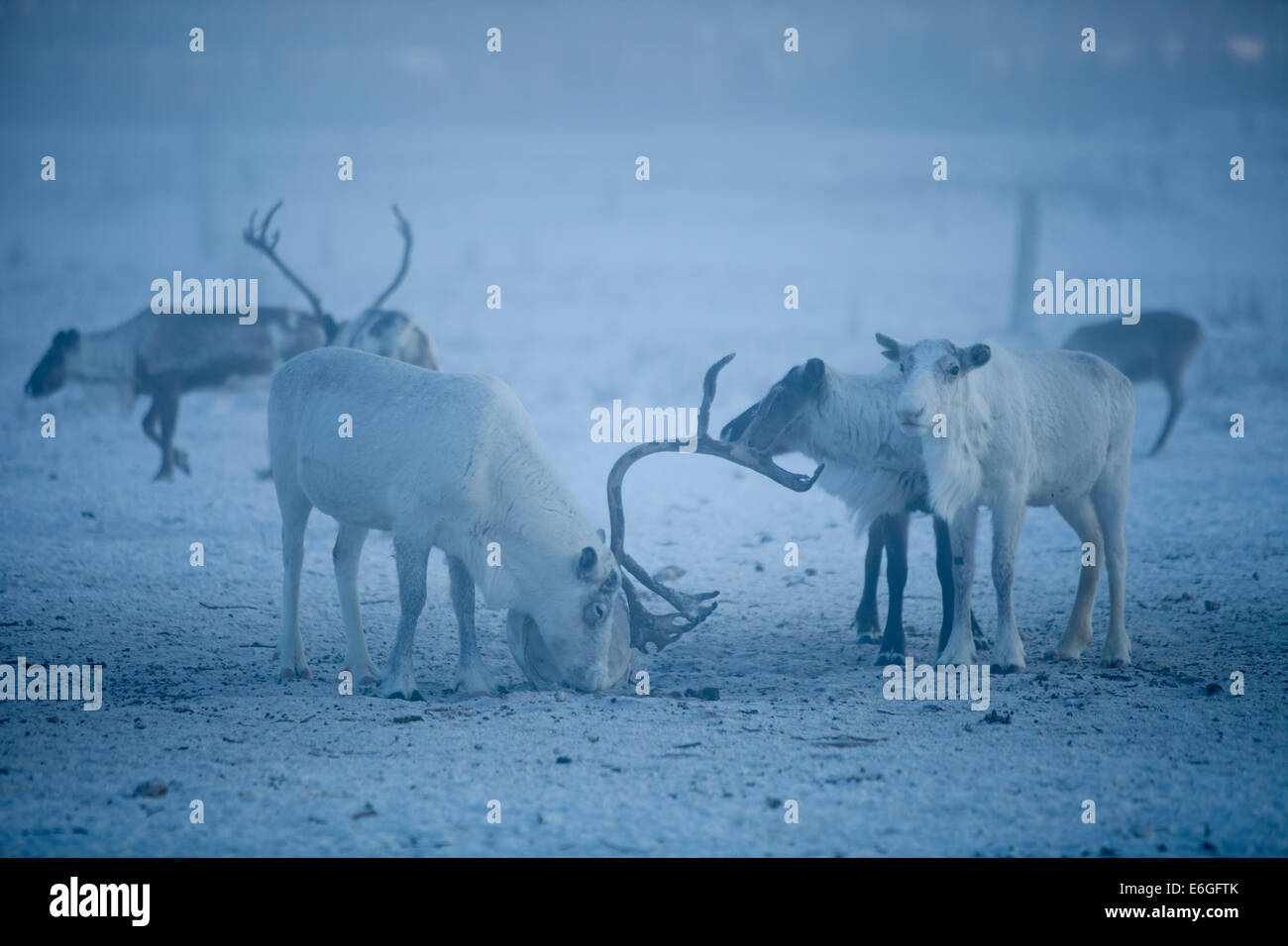 Bois de renne pâturage neige froid de la Sibérie au pôle nord Banque D'Images