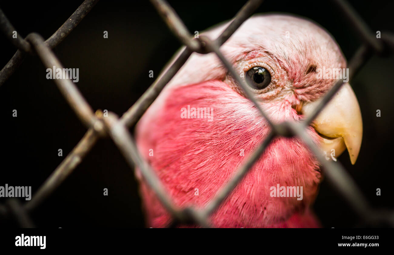 Close up of pink parrot derrière une clôture. Banque D'Images