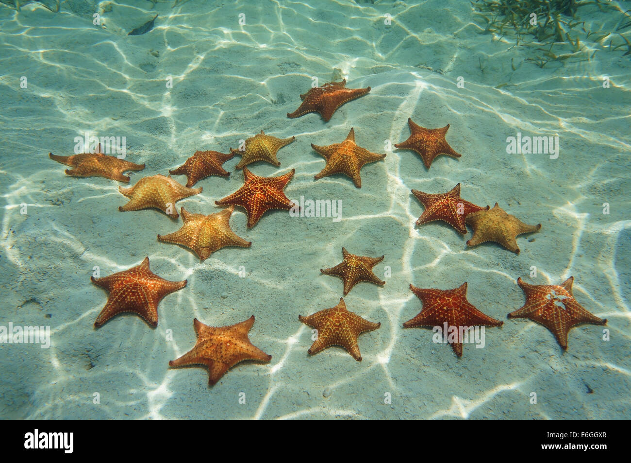 Coussin d'étoiles de mer sur le sable sous l'eau dans la mer des Caraïbes, Panama, Amérique centrale Banque D'Images