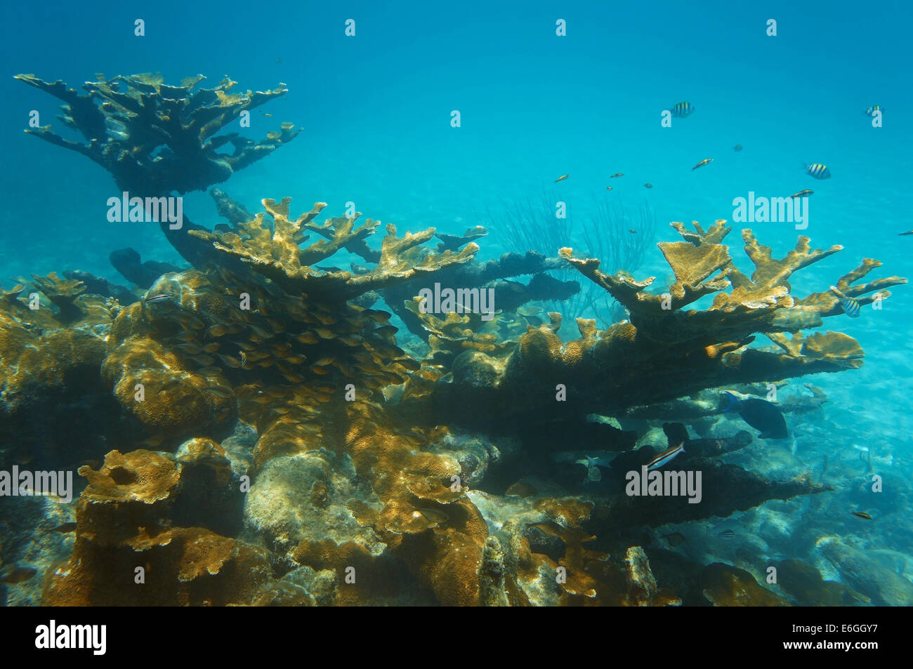 Récif sous-marin avec de grandes elkhorn corail et poisson tropique, mer des Caraïbes Banque D'Images