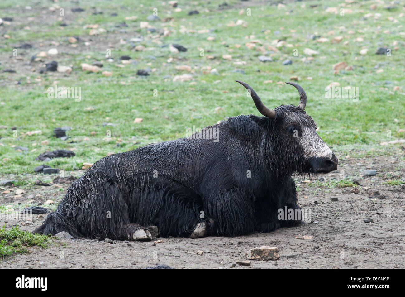 Vue rapprochée d'un Yak sur un pâturage de haute montagne verte. La Mustang (Népal). Banque D'Images Vue rapprochée d'un Yak sur un pâturage de haute montagne verte. La Mustang (Népal). Banque D'Images