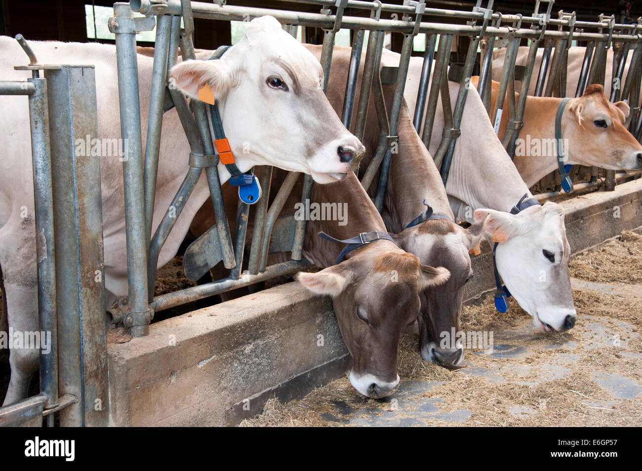 Ligne d'alimentation des vaches laitières dans une étable dans une ferme Banque D'Images