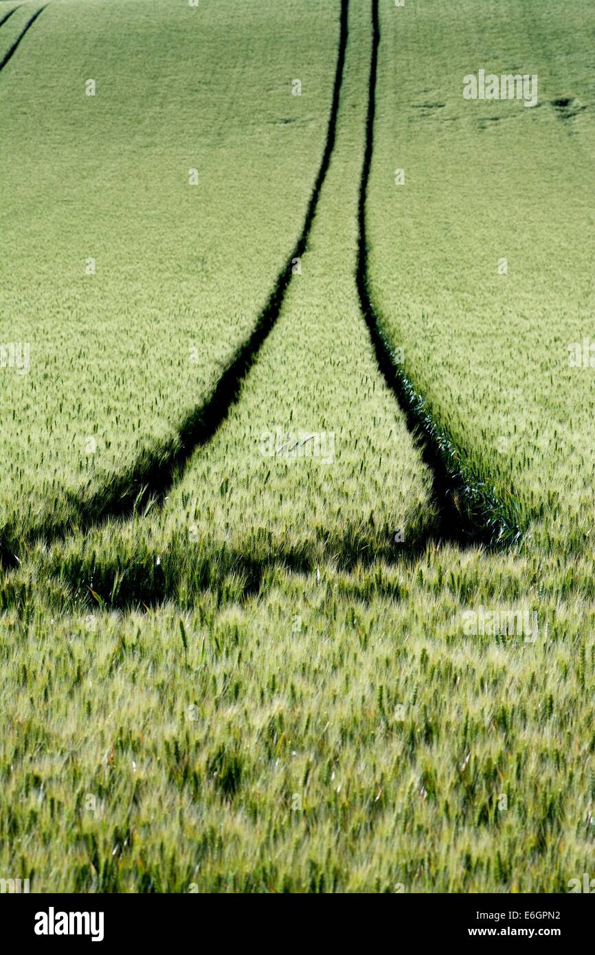 Les traces de pneus dans un champ de blé. La Limagne. Puy de Dome, Auvergne. La France. L'Europe. Banque D'Images