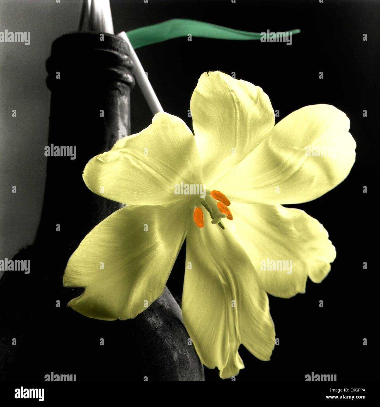 Vue rapprochée d'une tulipe jaune dans une bouteille avec un fond noir soulignant ses caractéristiques délicates et sa couleur vibrante Banque D'Images