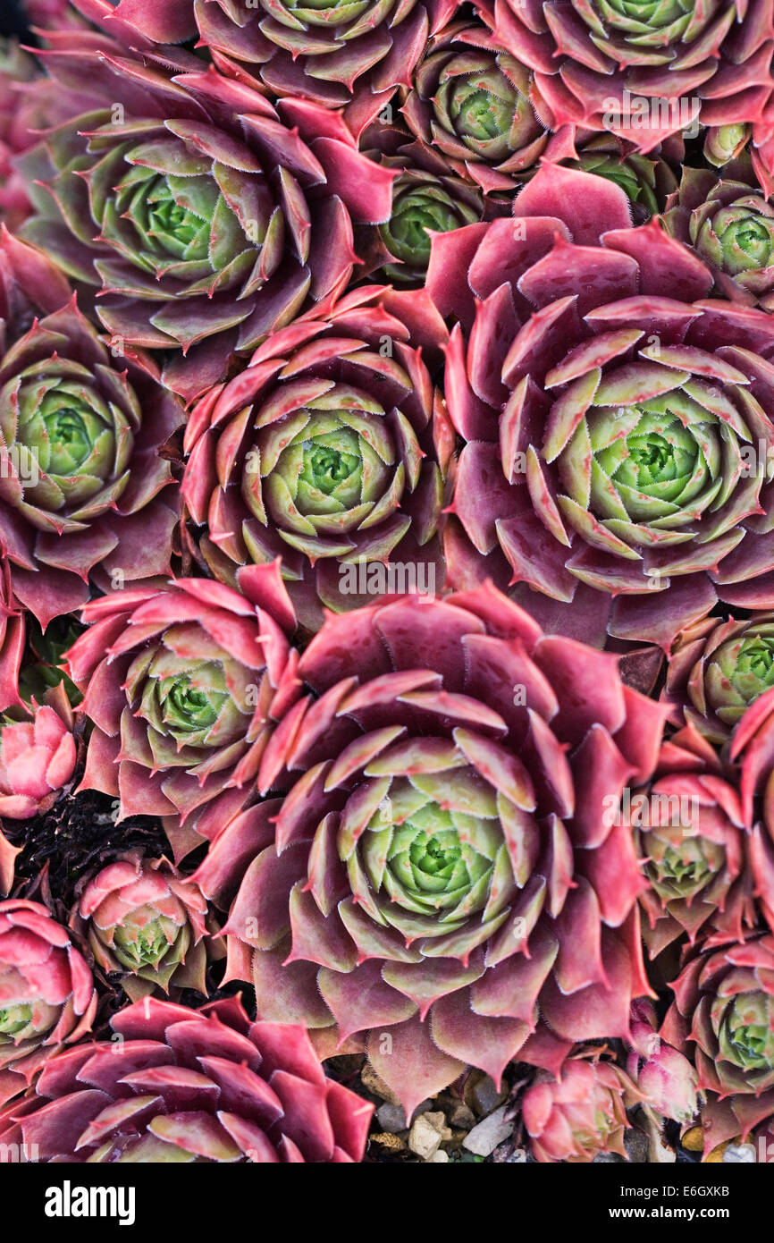 Sempervivum rosettes. Poireau maison modèle. Banque D'Images