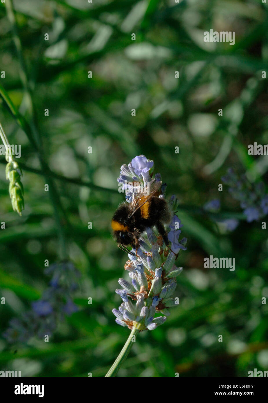 Buff-Tailed Bourdon sur une fleur de lavande. Banque D'Images